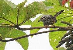 Band-backed Wren